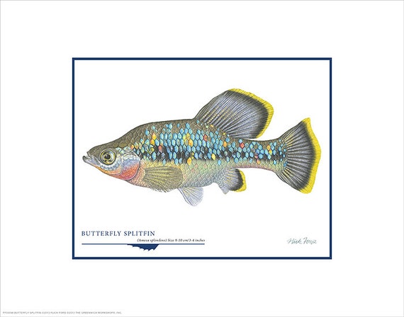 Butterfly Splitfin Open Edition Print By Flick Ford