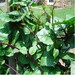 Vegetable seeds Red malabar spinach,CeylonGreen Vine,Basella alba ( Mong Toi do )