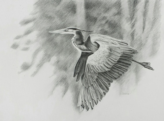 Items similar to flying heron pencil drawing print on etsy Items similar to flying heron pencil drawing print on etsy
