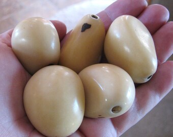 Five Off White Tagua Nuts, Vegetable Ivory, Undrilled for Carving, EcoBeads Tagua Natural Organic Seeds