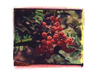 Mary's Berries - Archival Print of an Original Polaroid Transfer, Signed Limited Edition 8x10 Matted