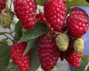 80%OFF, Diamont Red raspberry bush, red raspberry cut, rooted plant, 1-year plants