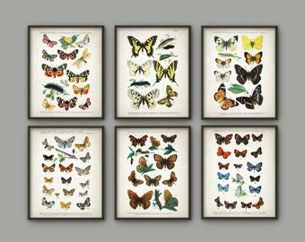 Antique Butterfly Art Print Set of 6 - Butterfly Decor - Lepidopterist Gift Idea - Butterflies Print - Butterfly Book Plate - AB670