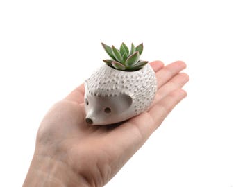 Tiny hedgehog planter - animal planter, ceramic planter - white - made in Brazil