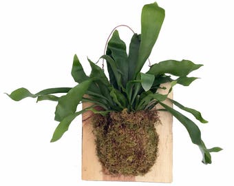 Large Live Staghorn Fern Mounted - Great Houseplant -10"x 9" Natural Wood Plaque