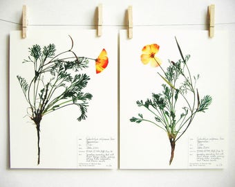 California Poppy Print Set; botanical print pressed flower art pressed botanical art state flower herbarium specimen dried flower art 61ab