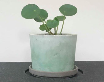 Handmade concrete pot with Chinese money plant/Missionary plant (Pilea peperomiodes)