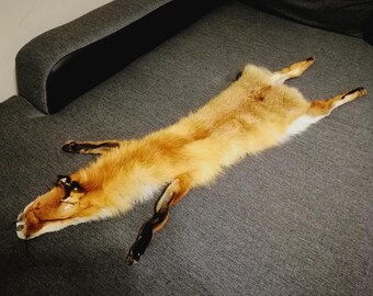 European red fox Pelt/Europäischer red fox/Fuchsfell/Taxidermy/Fox Pelt/animal fur/hunting