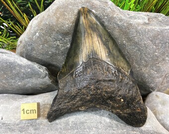 Carcharodon Megalodon Shark Tooth, Miocene, USA - FST050