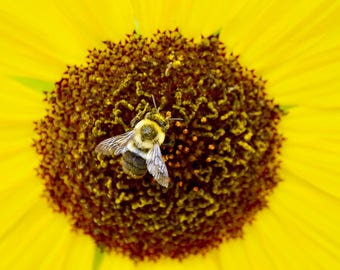 Pollinating Bumblebee