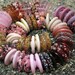 Handmade Glass Lampwork disc disk Beads "Color of Love" filler focal glass art