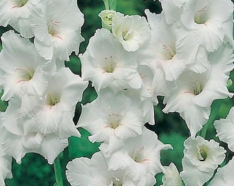 Gladiolus White Color Flower Bulb Perennial Summer Blooming