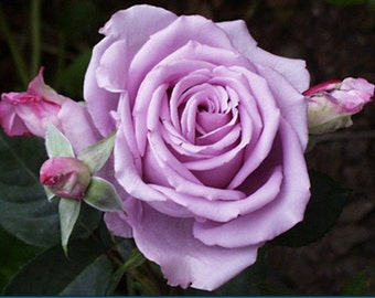 30 Purple Rose Hybrid, Rare Rose Seeds, Fresh Exotic Lavender Ice Rose, Flower Seeds,Perennial,Growing Roses from Seeds,Planting Rose