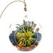 Air Plant Terrarium Kit with Gold Hematite, Juniper & Moss / Juniper Forest