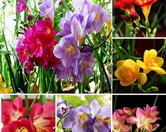 100Pcs Freesia Perfume Flower Seeds mixed color