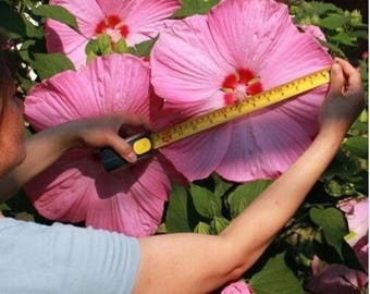 hibiscus flowers etsy hibiscus flowers