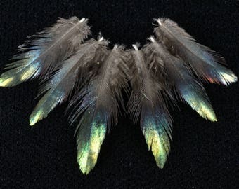 set of 10 lophophore head feathers shining himalayan monal very... R A R E...