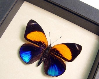 Metallic Blue Orange Real Butterfly Conservation Display 393