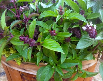 Sweet Thai Basil Culinary Herb Organically Grown Heirloom Easy to Grow Rare Seeds