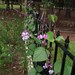 Hyacinth Bean Vine Seeds from my yard