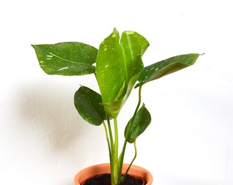 Var. Monstera - DEPOSIT 20th August