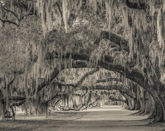 Under the Oaks