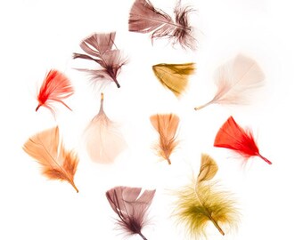 Colored Turkey Feathers
