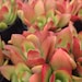 Crassula capitella 'Campfire'