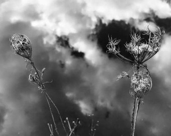 Mother Natures Trepidation