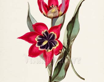 Eyed Tulip Flower Art Print, Botanical Art Print, Flower Wall Art, Flower Print, Floral Print, Red Tulip Art Print