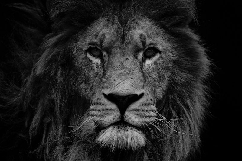 black and white lion image