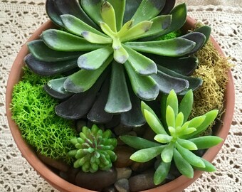 large terra cotta arrangement/succulent planter/large terra cotta planter/terra cotta planter/indoor succulent planter/succulent planter