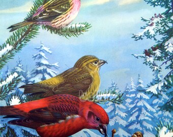 Vintage BIRDS Print - American Crossbill and Redpoll - 1930s Book Illustration by Walter Alois Weber