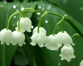 1 Bulbs Convallaria Majalis, Lily Of The Valley Flower Bulb, Bell Orchid, Rich Aroma (Not Seeds) -Variety 5