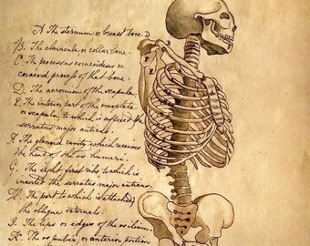 x12 Anatomy Print Collection