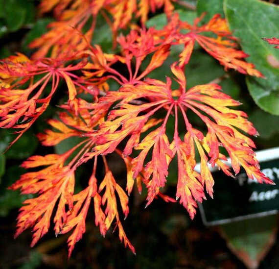 Fairy Lights Japanese Maple. 1 Year Live Plant
