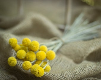 2018 Crop Dried Billy Balls, Dried Craspedia, Dried Flowers, Billy Balls Yellow, Yellow Drumsticks, Vase Filler Flower, Yellow Flower Stems