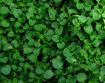 Mentha Requienii - 250 Seeds - Corsican Mint