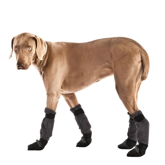Italian Greyhound New Shoes Italian Greyhound New Shoes