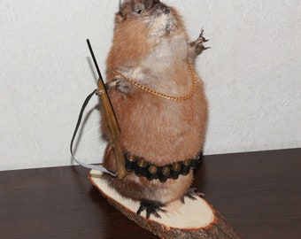 stuffed beaver taxidermy for sale