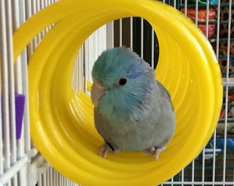 Curly Q - Small Bird Toy Budgie Parrotlet Lovebird Green Cheek Pet Bird Toy Bird Perch Parrot Toy