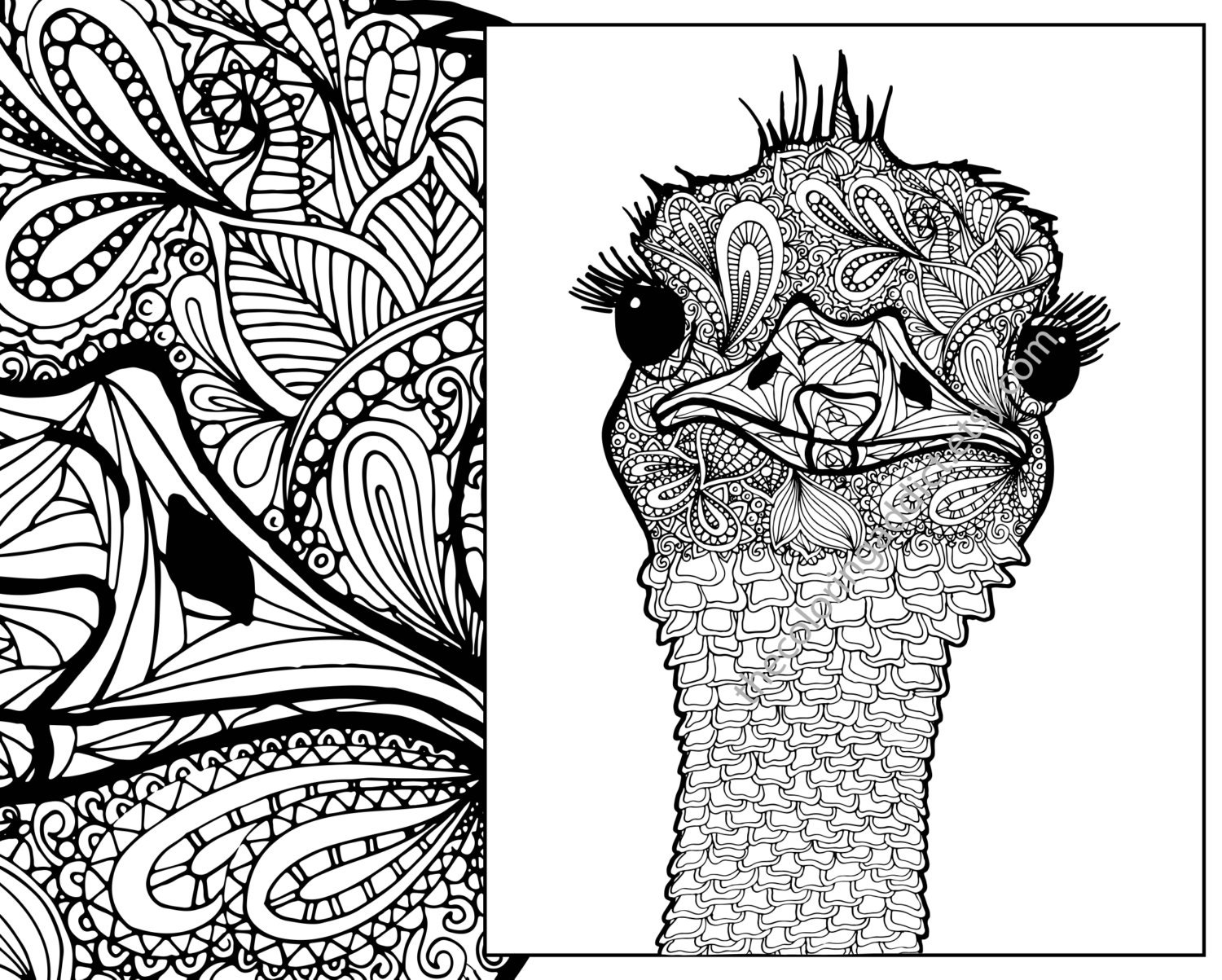 Download ostrich coloring sheet animal coloring pdf zentangle adult