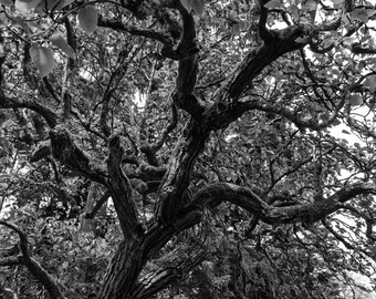 BLACK & WHITE PRINT, Dramatic Black and White Landscape Photo, Black/White Art Decor, Fine Black/White Tree Art Print, Black/White Photo