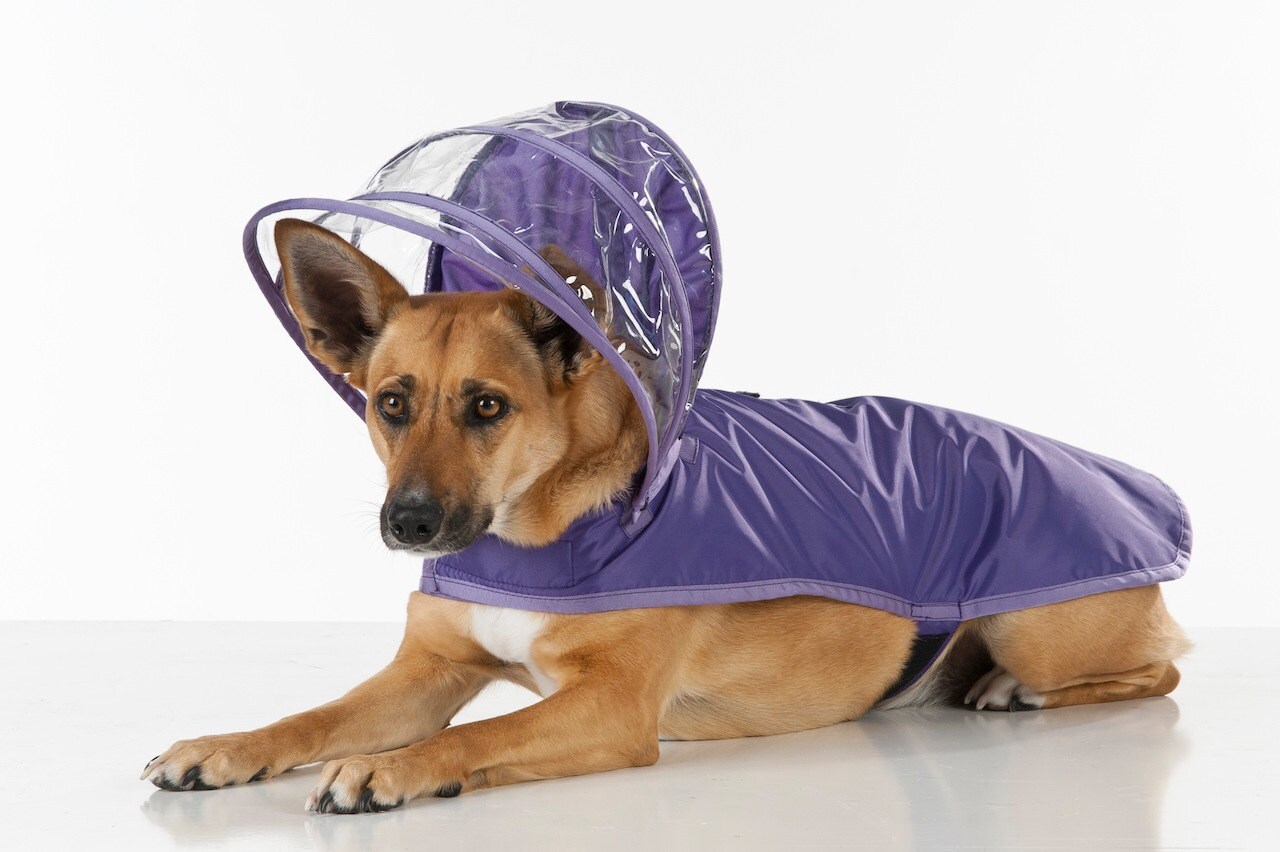 Dog Raincoat Purple Rainbow Line
