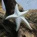 Carved Bone, Starfish sea Specimen, Ambient Jewelry, Fantasy Animal Jewellry, High Quality Wholesale Marine Carvings Pendant Bead B259