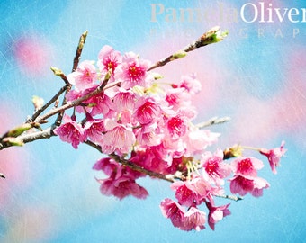 Okinawa Japan, Okinawa, cherry blossoms, cherry blossom Japan, sakura okinawa, blossoming tree, okinawa photography, 4x6, 5x7, wall art
