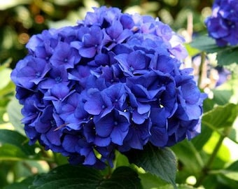 10pc Hot Gorgeous Blue Hydrangea Flower Seeds Easy To Plant Ideal Garden