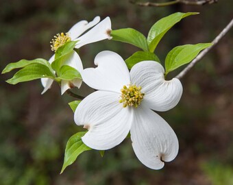 Flowering Dogwood, nature print, wild flowers, nature gift, native wild flowers, white flowers, nature enthusiast, home decor,