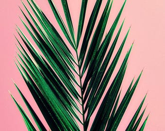palm tree art print // photography // mid century california pastel art print - Pink Palm, original photograph art print