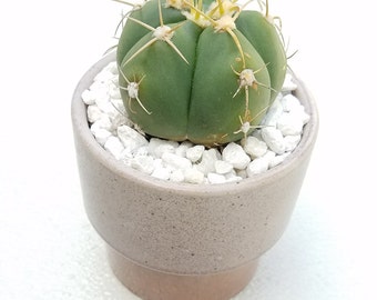 Astrophytum in Speckled Planter